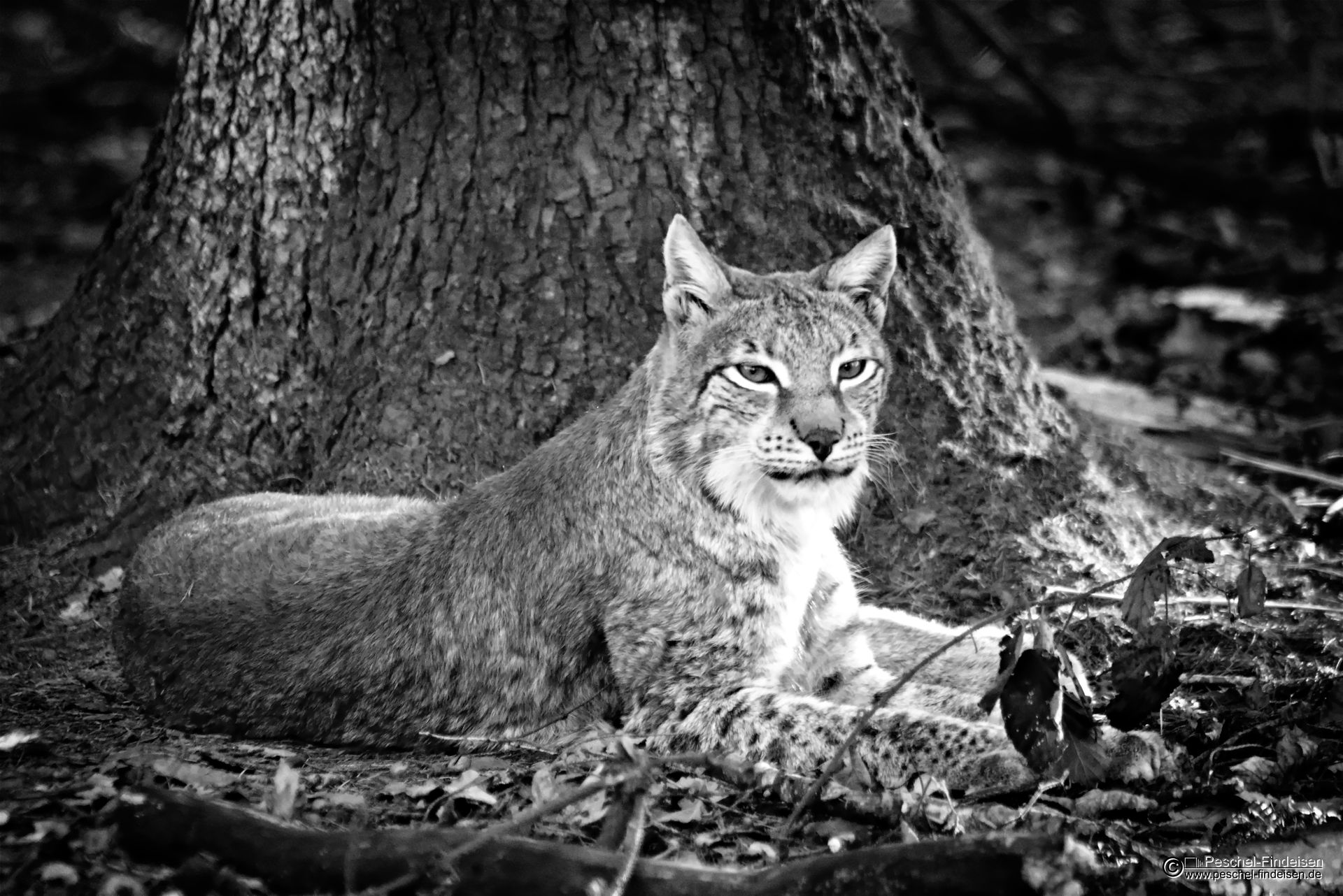 Lynx Lynx
